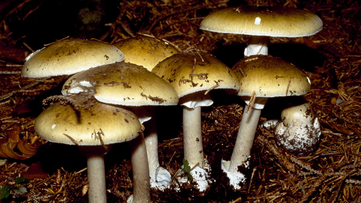 Image for cluster 7